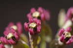 Clasping milkweed